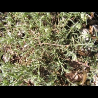 Helianthemum apenninum subsp Apenninum (fam Cistacees) (Europe sud et sud-ouest) (2)